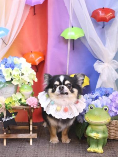 20230621ごまくん